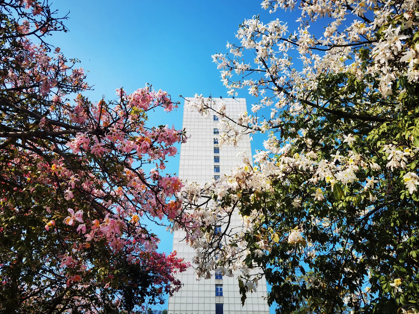 华为p40拍摄，不出市区的异木棉花海