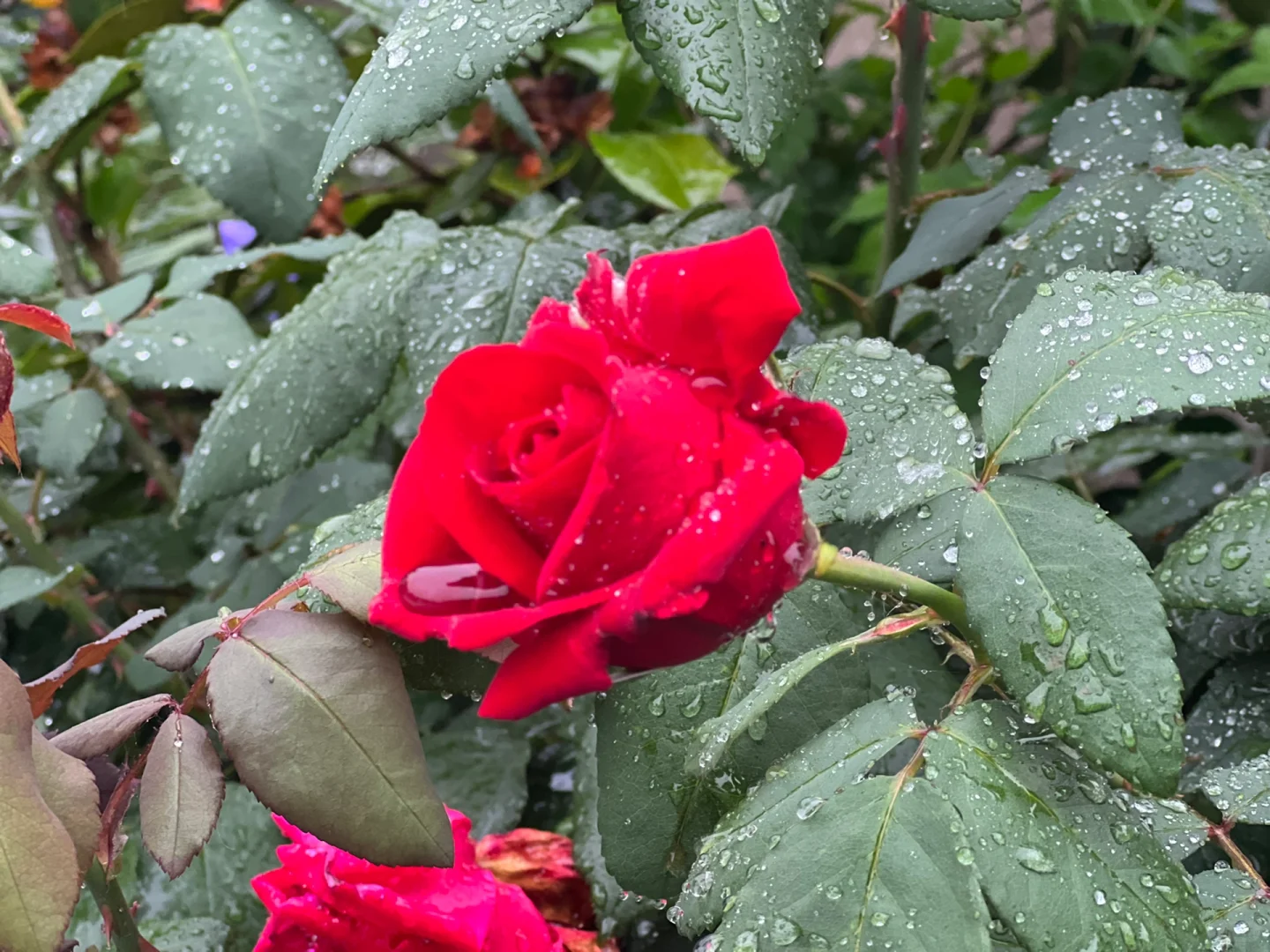 #娇艳欲滴有了具象化的描述