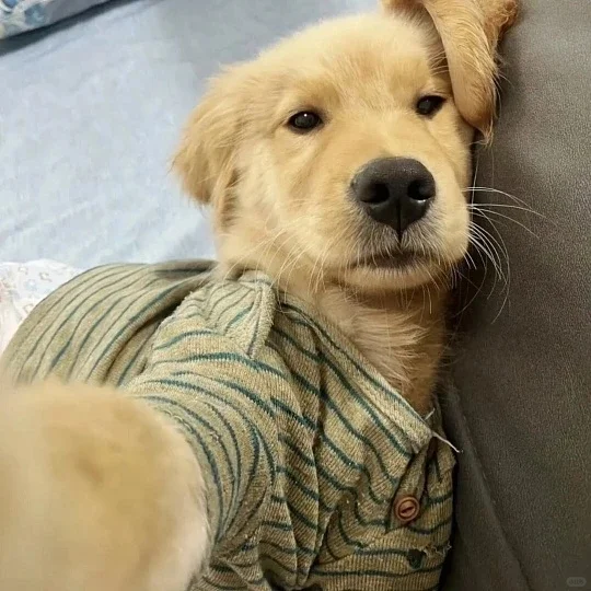 很喜欢小毛孩呀～想年后入手一只可爱的修勾