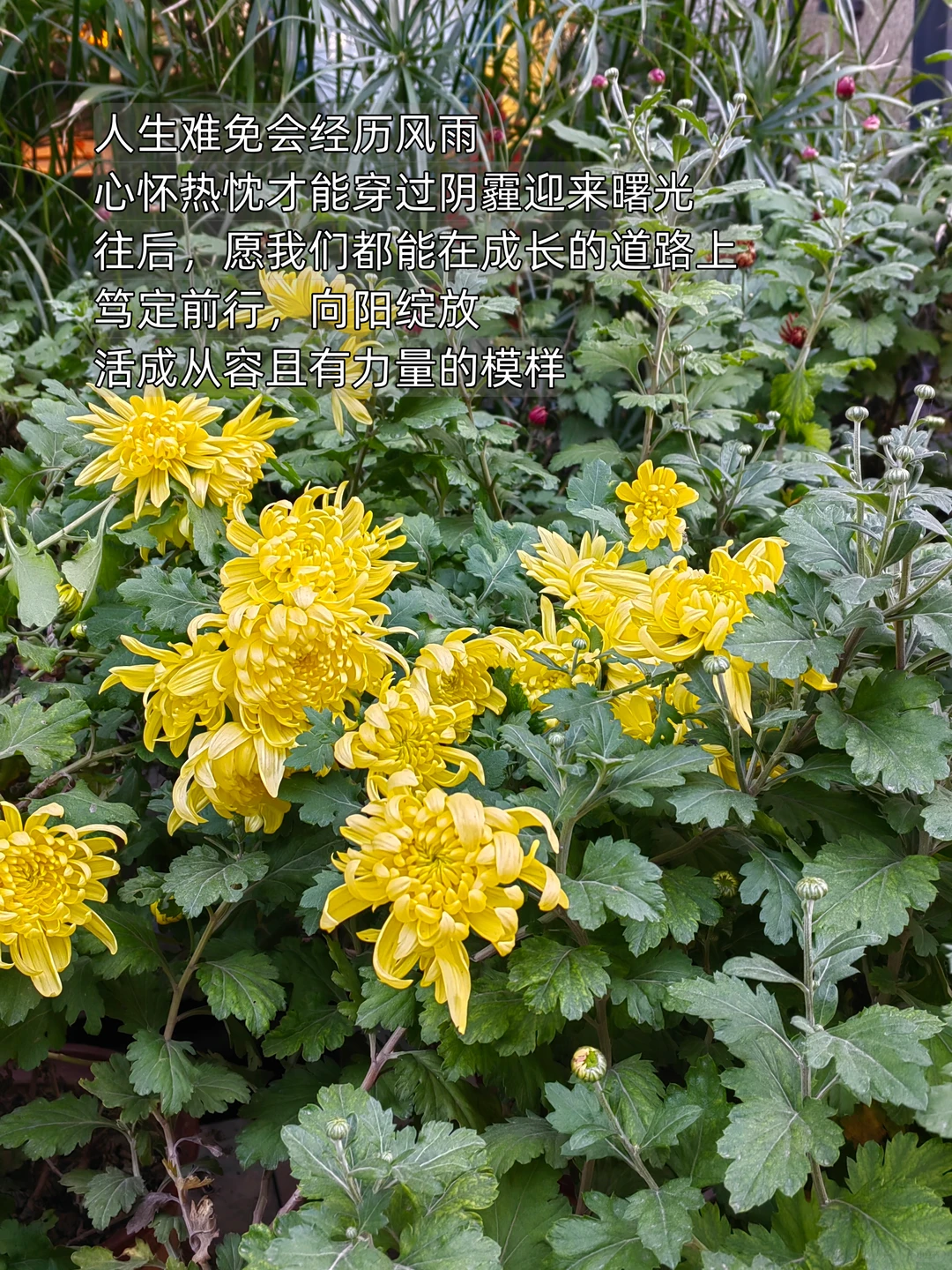 真正的成长：向内求、向前看、向阳生