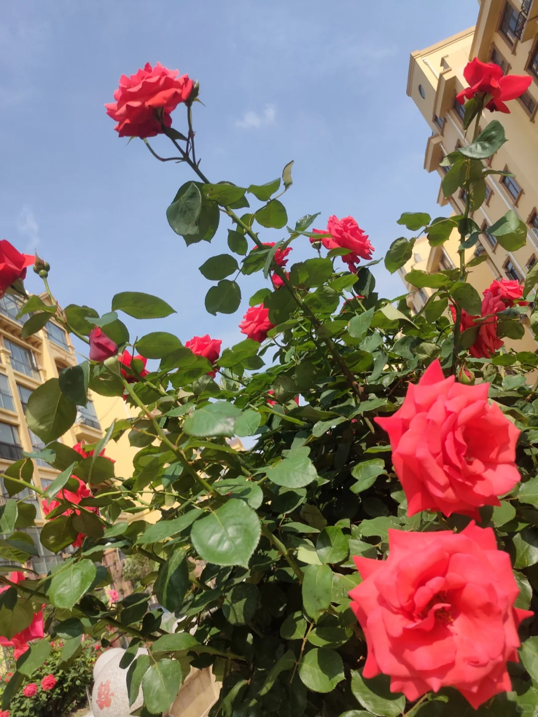 婀娜多姿的月季🌹