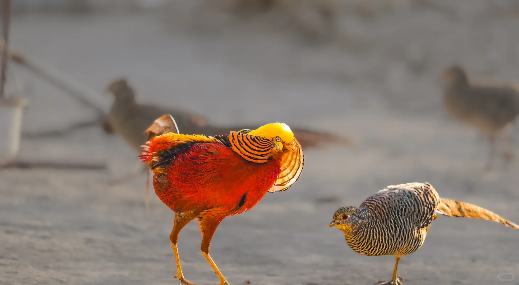 媚眼如丝，橙色眼线
