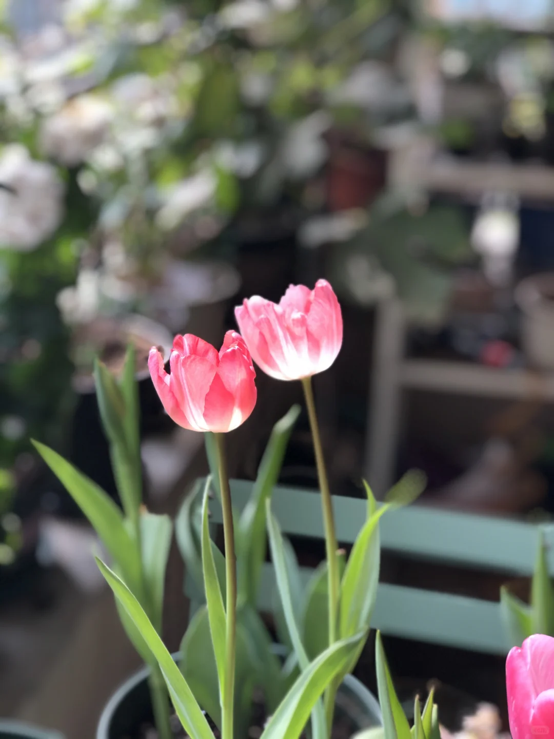 用娇艳欲滴来形容都不为过。