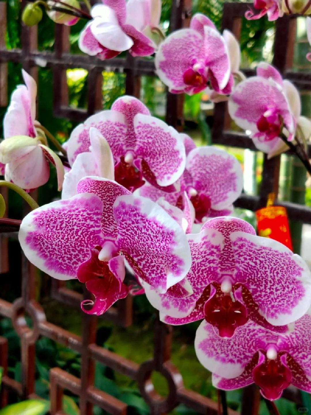 蘭花，靜、香，盡享美艷姿色