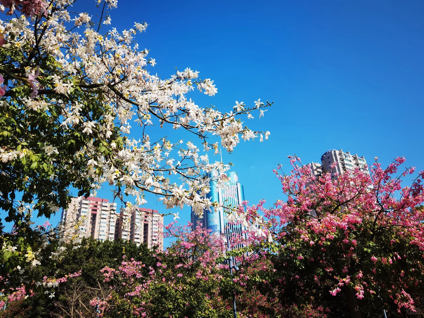 华为p40拍摄，不出市区的异木棉花海