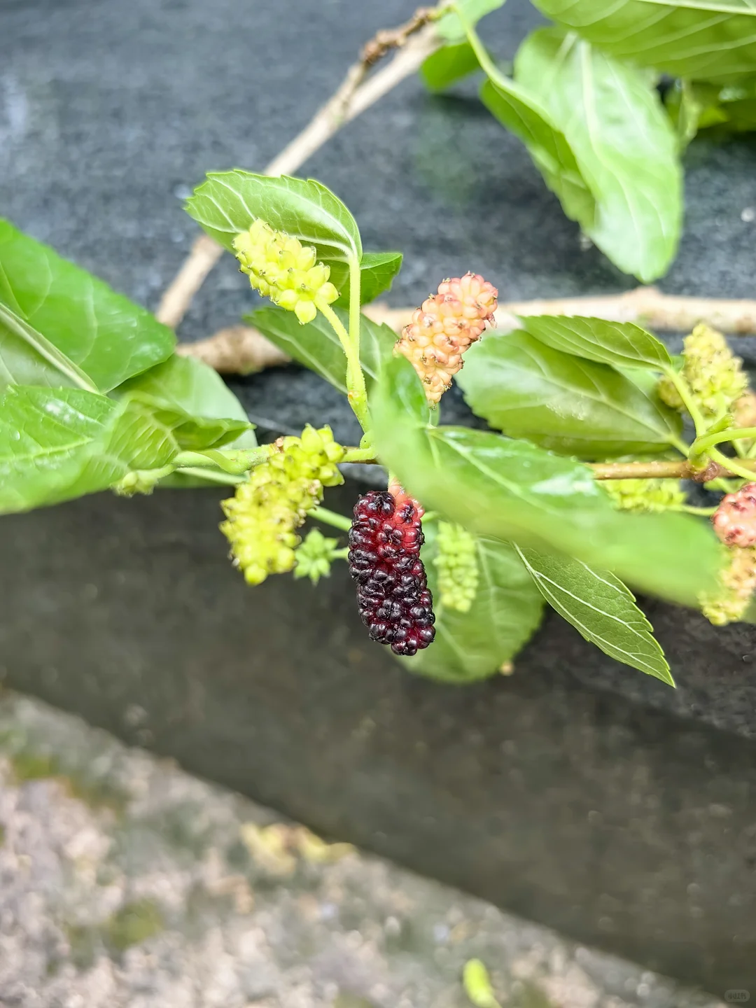 收集春天的小确幸～娇艳欲滴