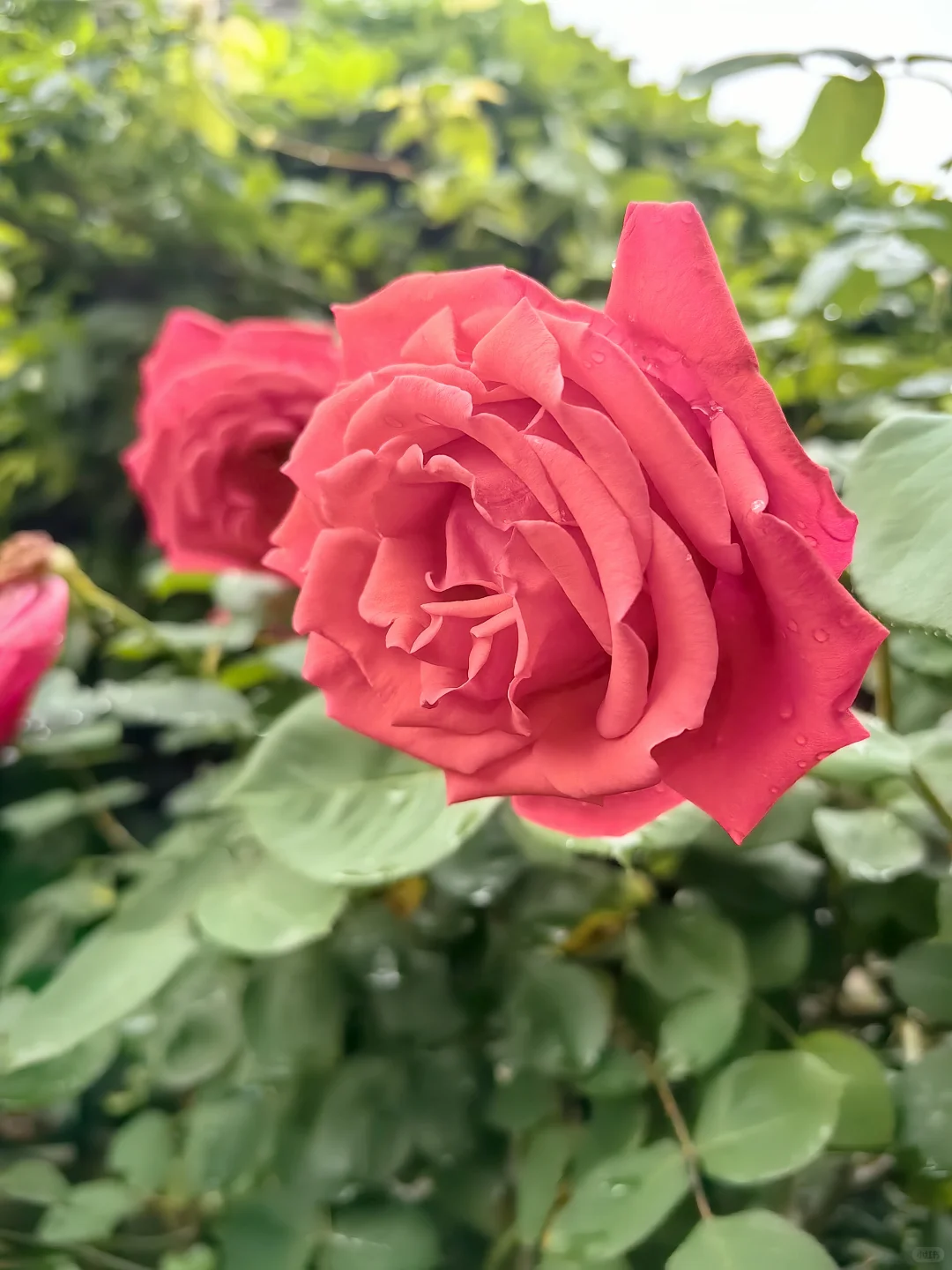 收集春天的小确幸～娇艳欲滴