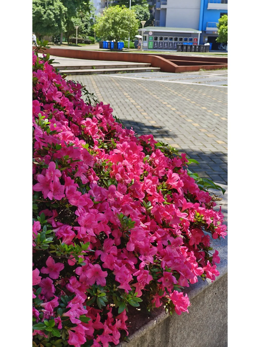 我终于明白了什么叫娇艳欲滴