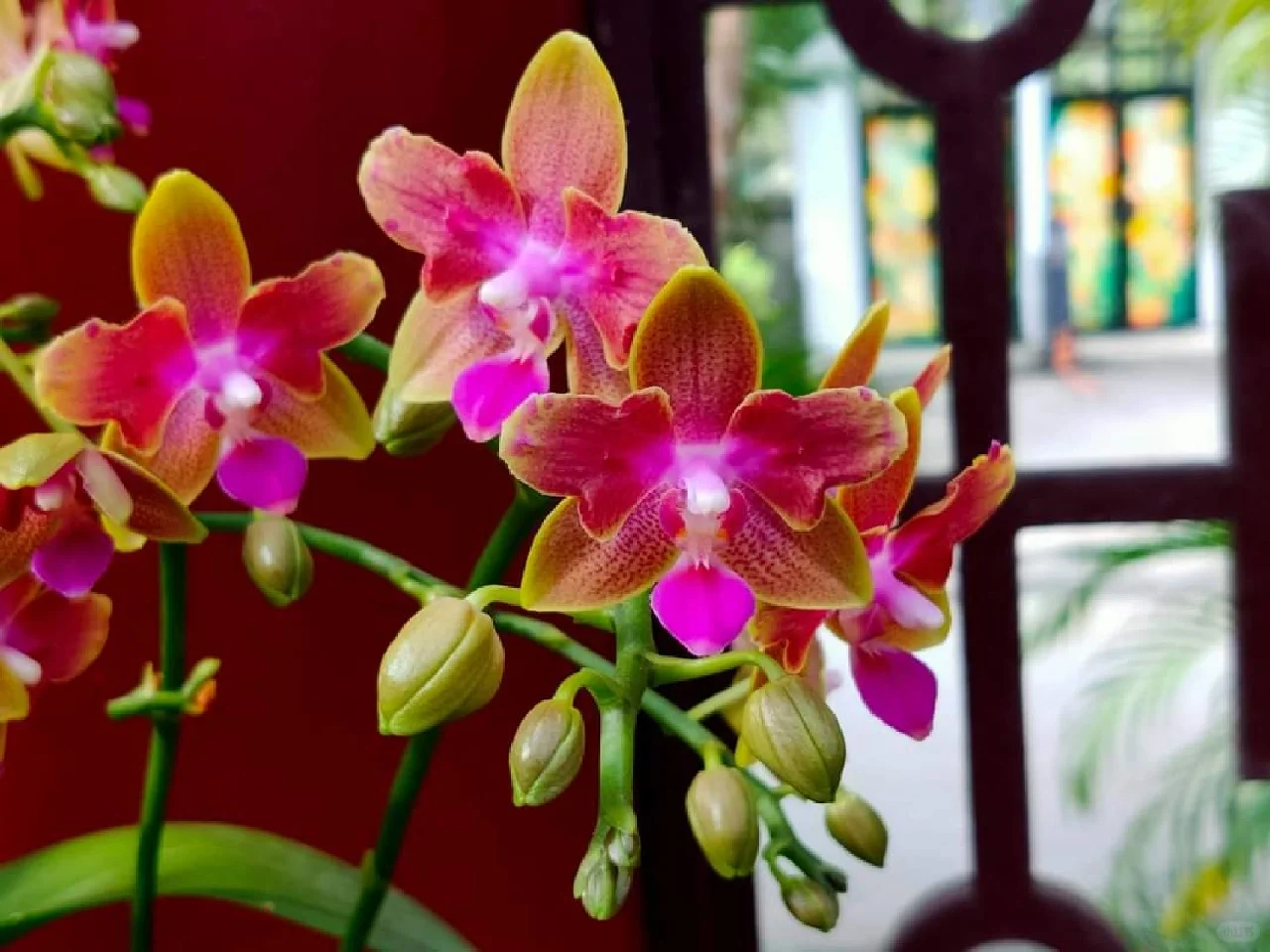 蘭花，靜、香，盡享美艷姿色