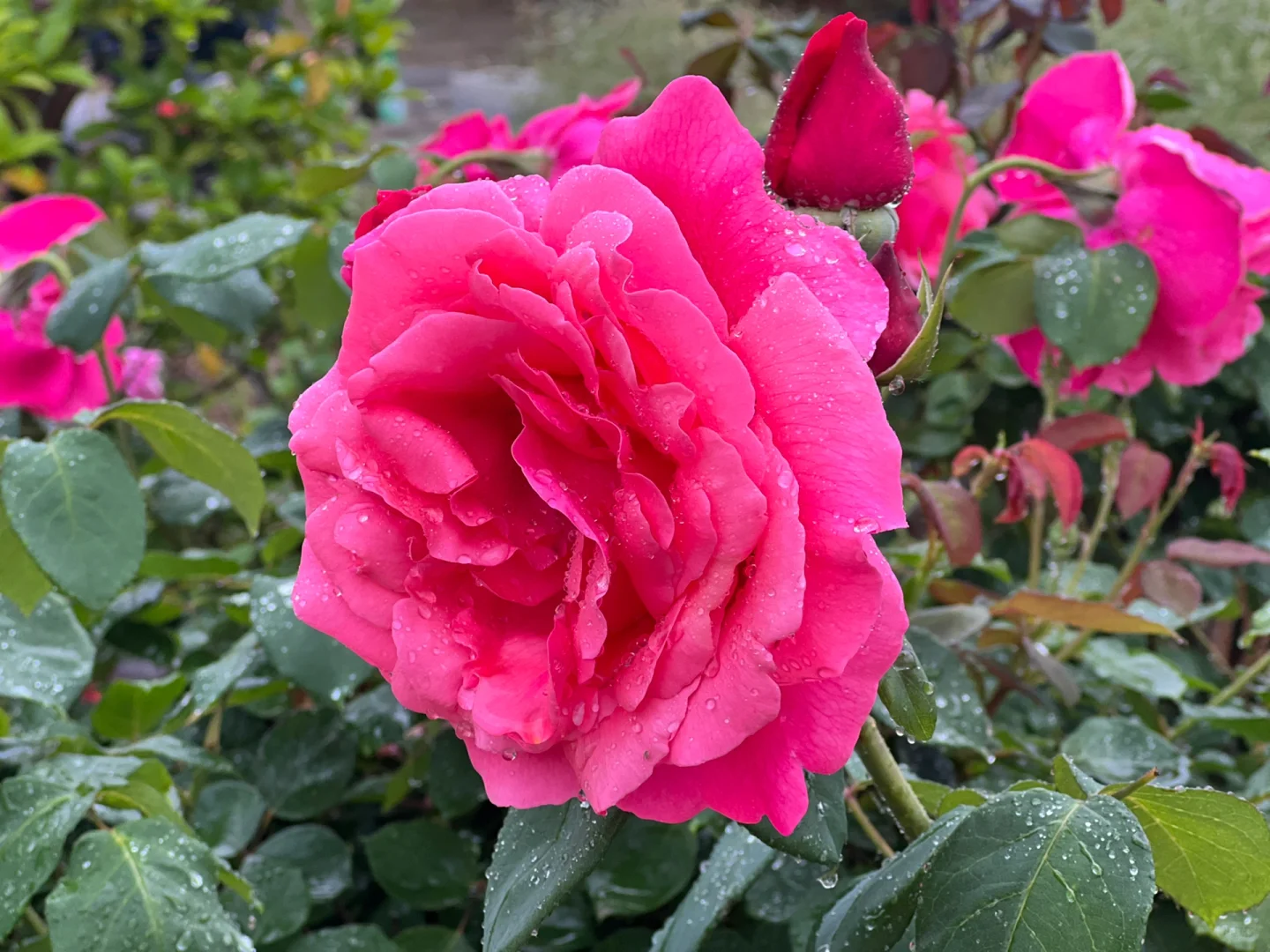 #娇艳欲滴有了具象化的描述