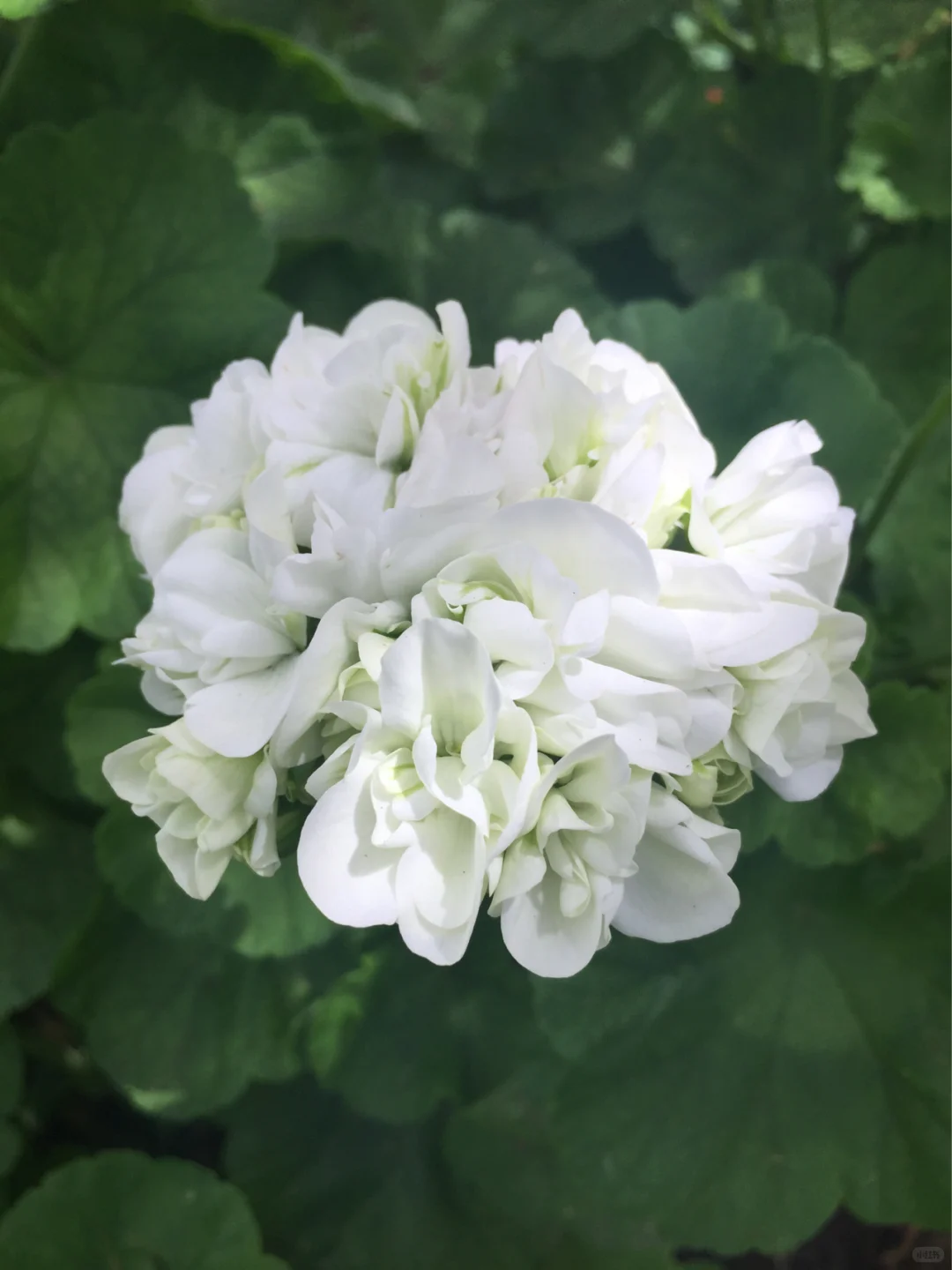 魅力多姿的植物：天竺葵