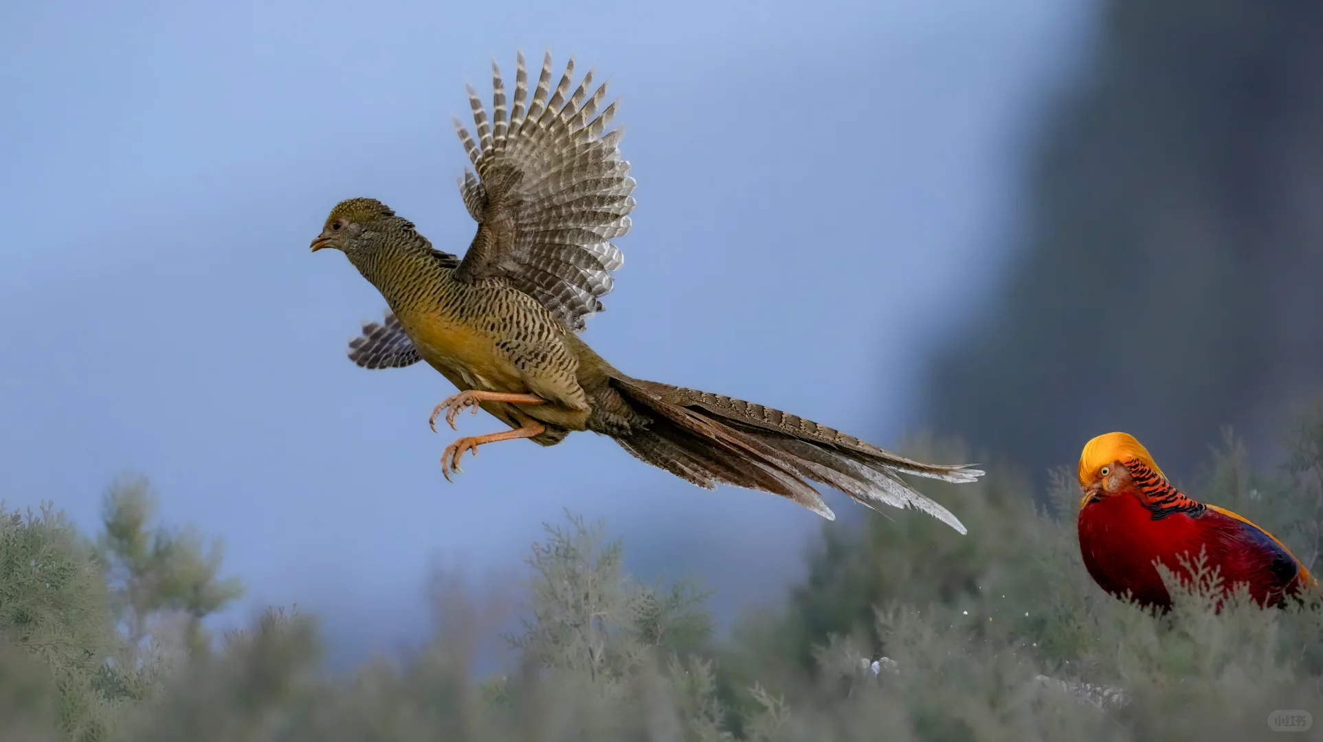 媚眼如丝，橙色眼线