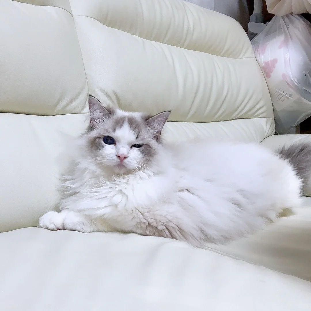 🇯🇵给姨姨们抛个媚眼～😂