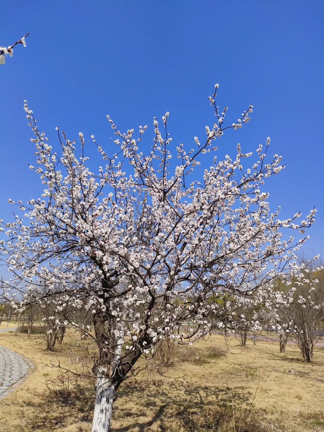 春物竞相妒，杏花应最娇