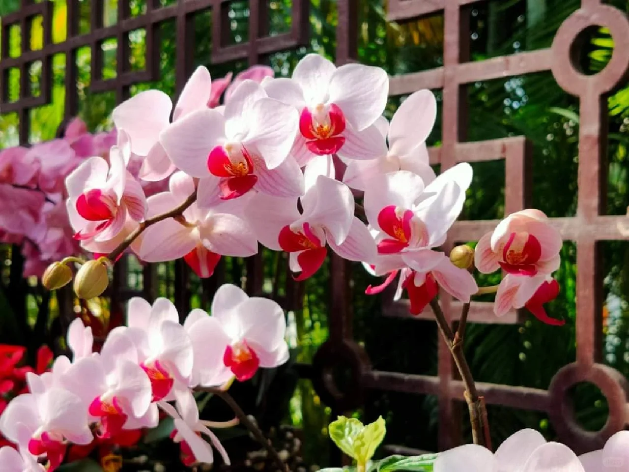 蘭花，靜、香，盡享美艷姿色