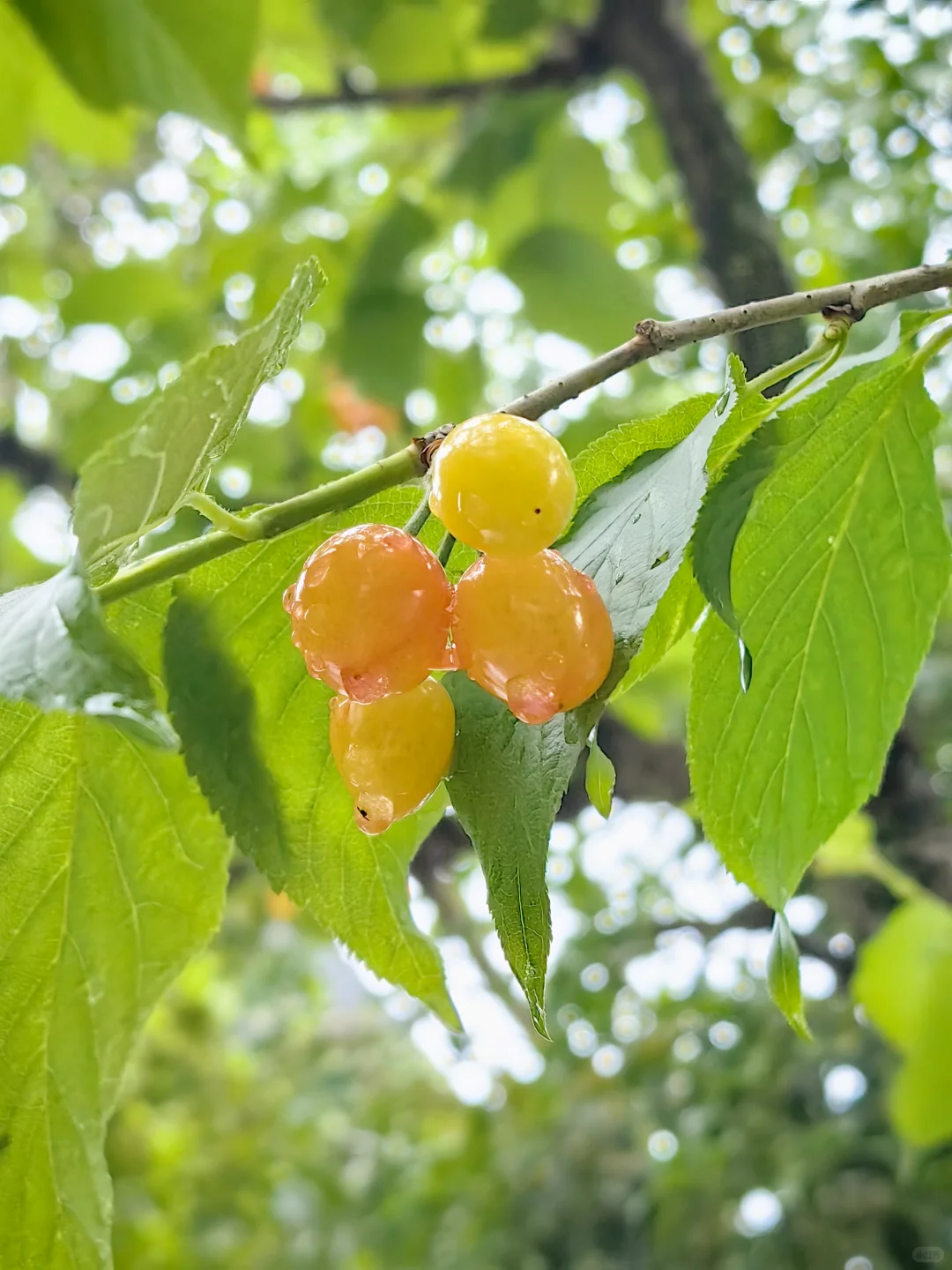 收集春天的小确幸～娇艳欲滴