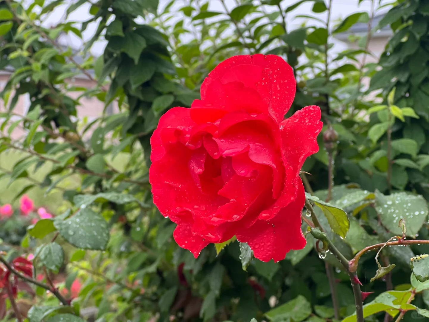 #娇艳欲滴有了具象化的描述