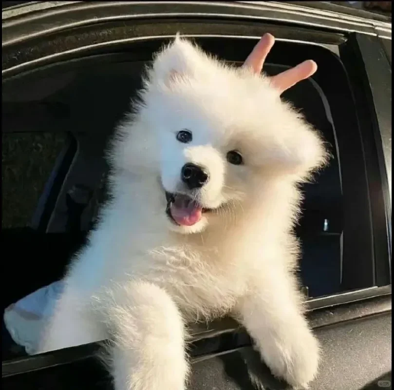 很喜欢小毛孩呀～想年后入手一只可爱的修勾