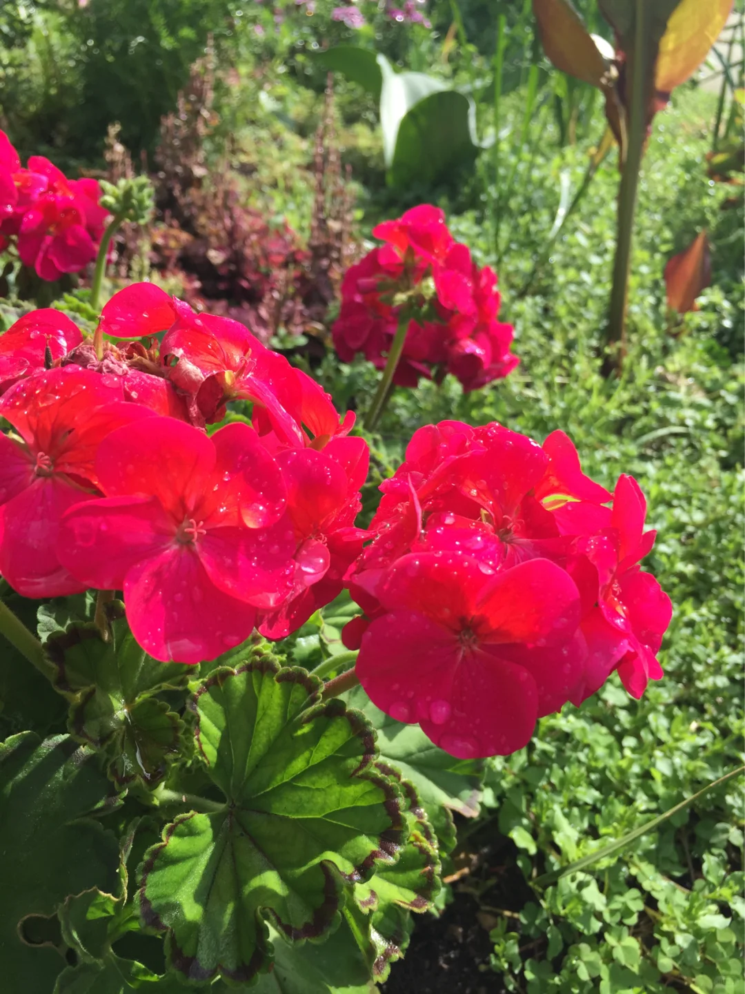 魅力多姿的植物：天竺葵