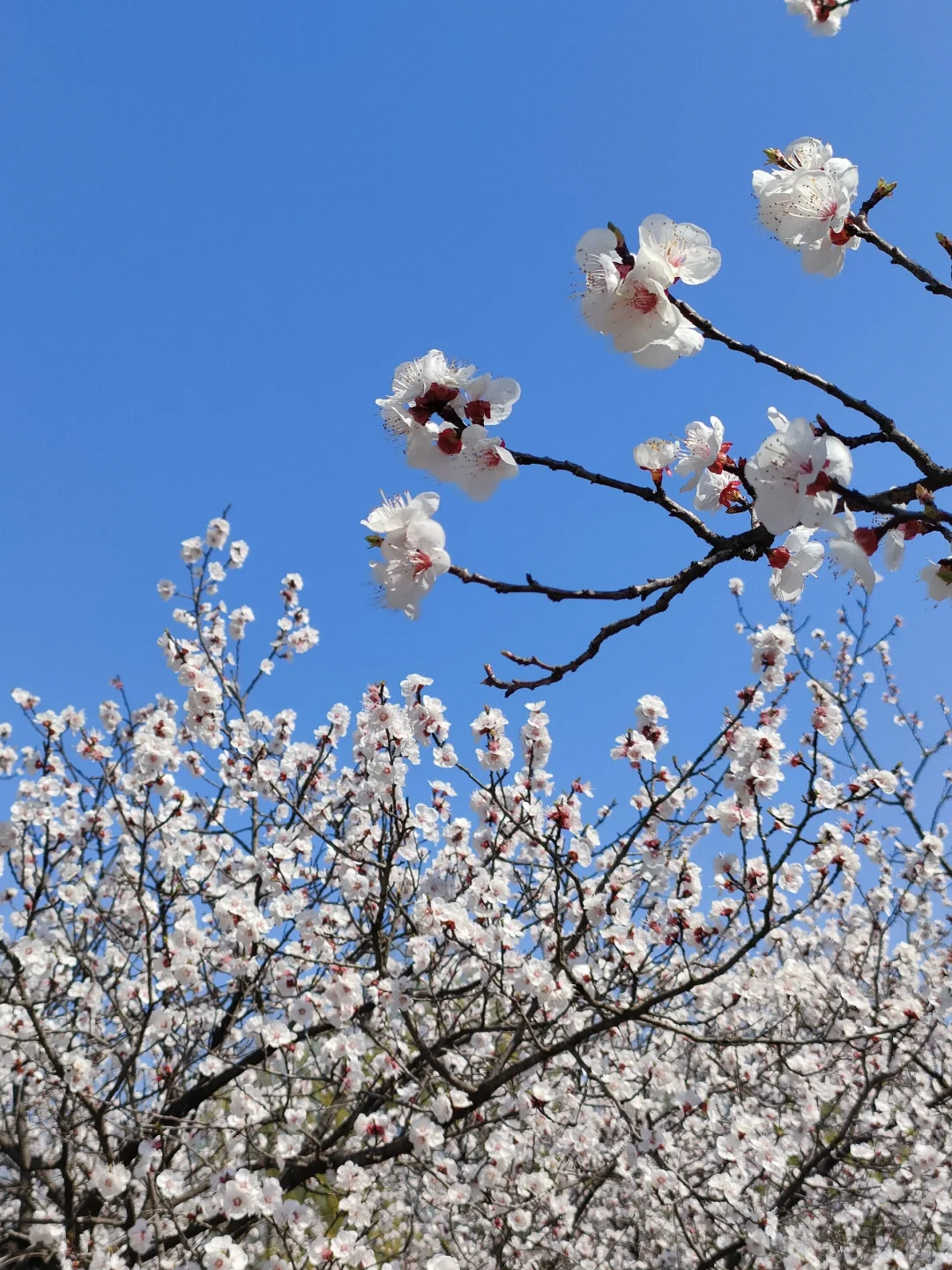 春物竞相妒，杏花应最娇