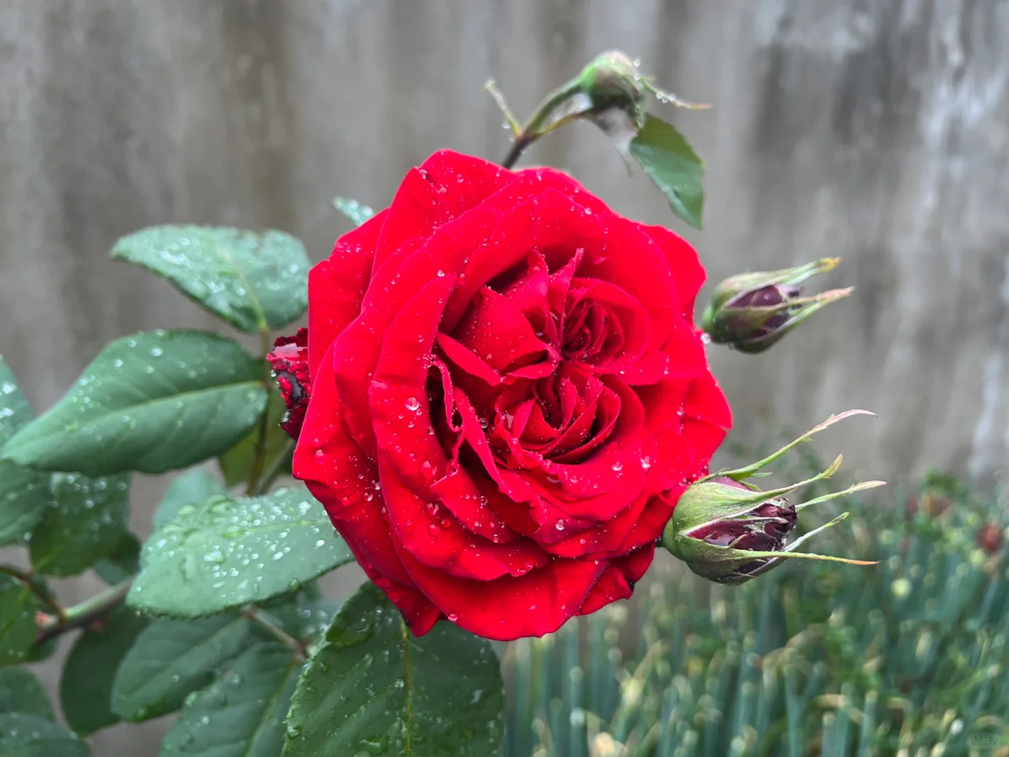 #娇艳欲滴有了具象化的描述