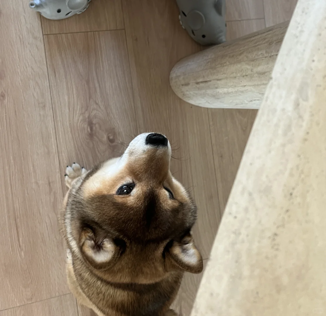 🐶：今天我将给所有人脸色看！