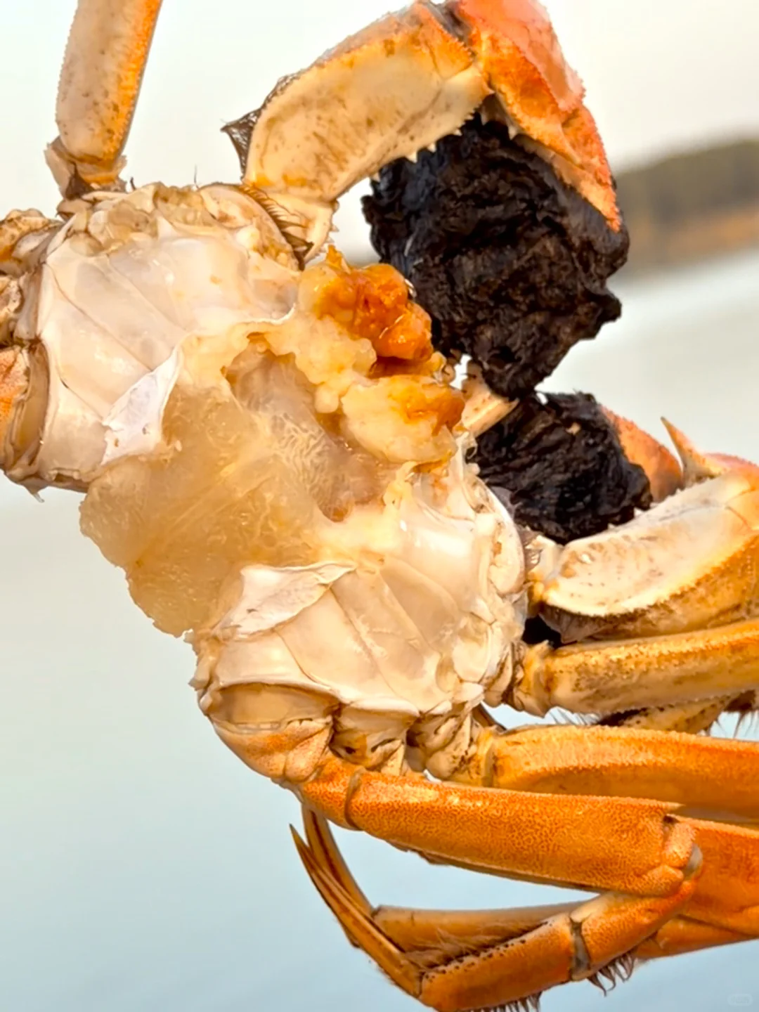 糊嗓警告❗绝啊，比猪油还香的公蟹膏~