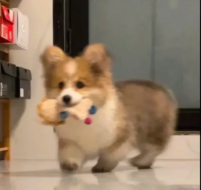 很喜欢小毛孩呀～想年后入手一只可爱的修勾