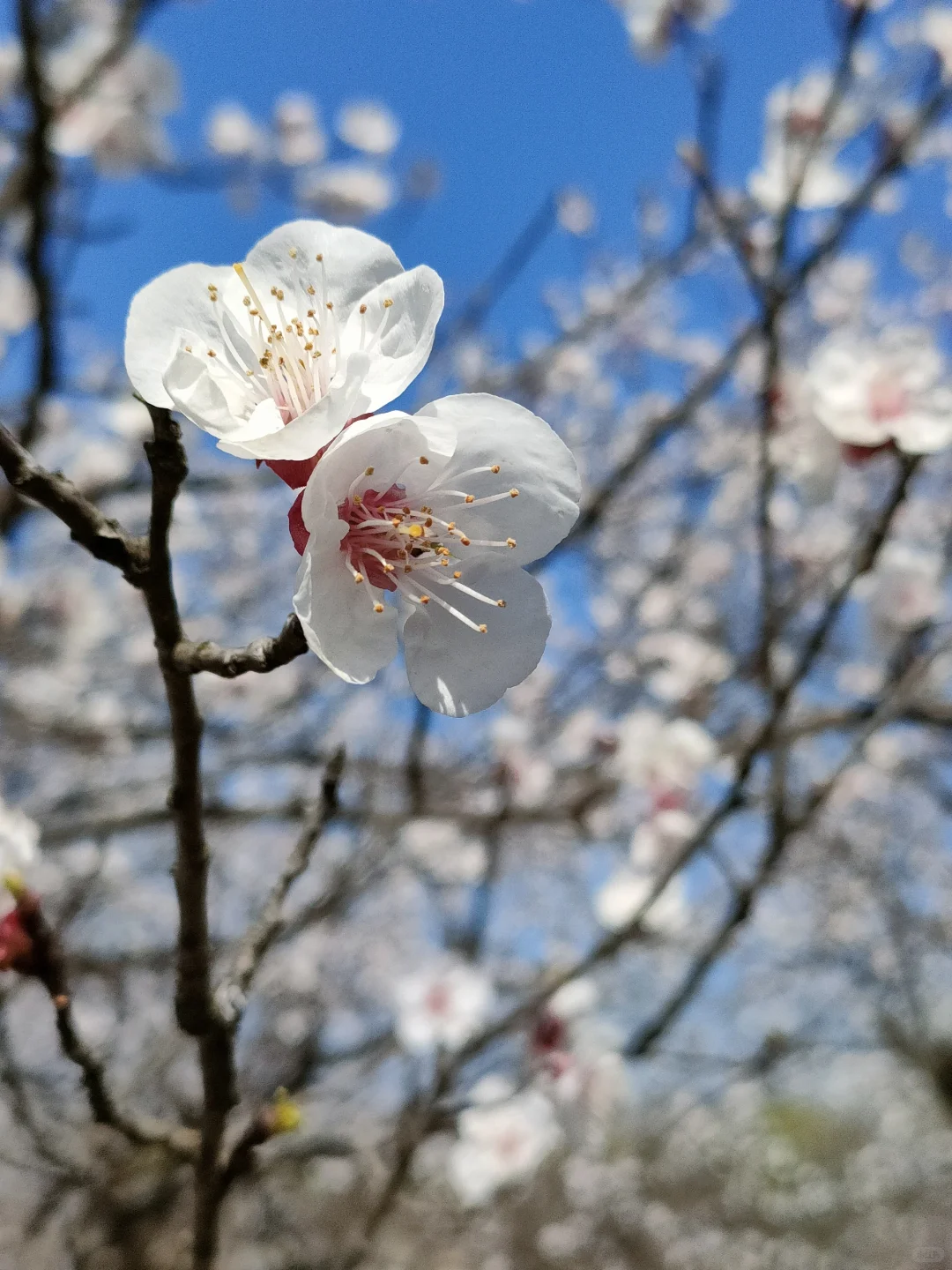 春物竞相妒，杏花应最娇