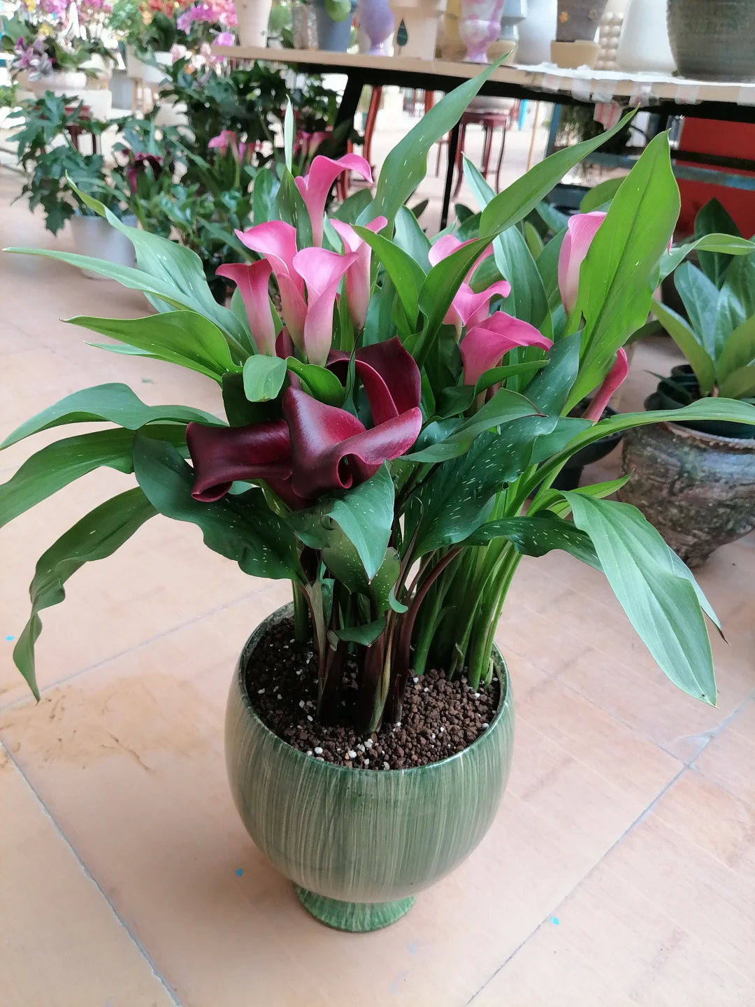 冬天开的最娇艳的花，马蹄莲