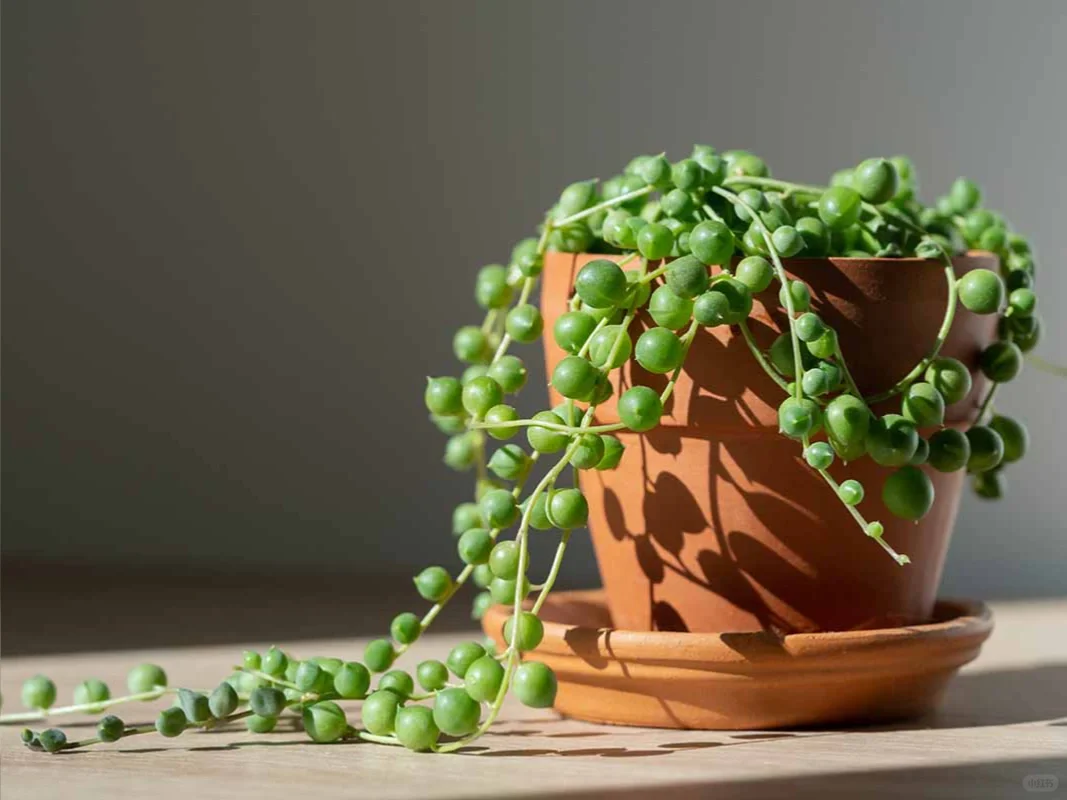 植物科普｜懒人植物的“节水秘籍”