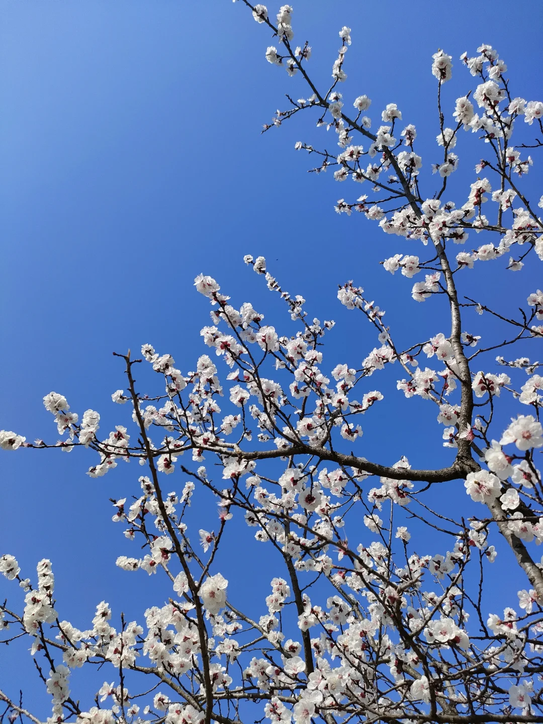 春物竞相妒，杏花应最娇