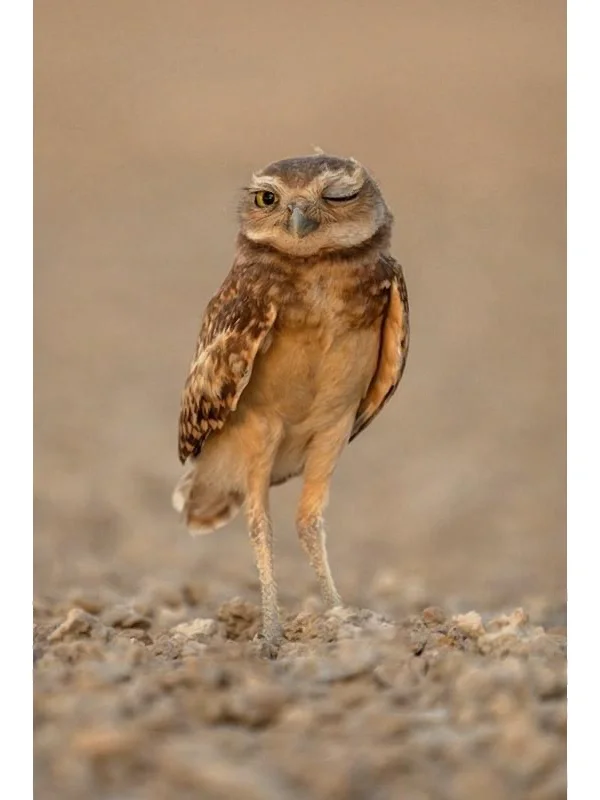 这个媚眼比紫霞仙子还媚！