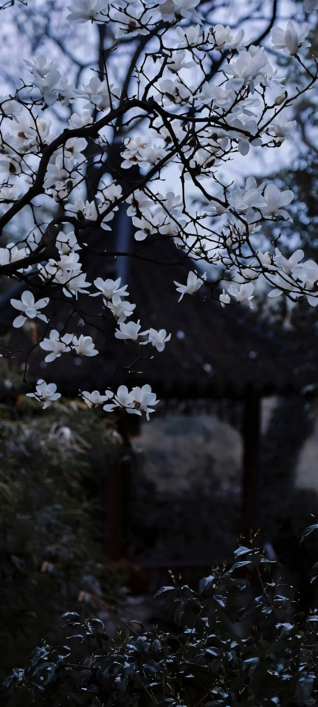 手机壁纸：我曾踏月而来，只因你在山中。