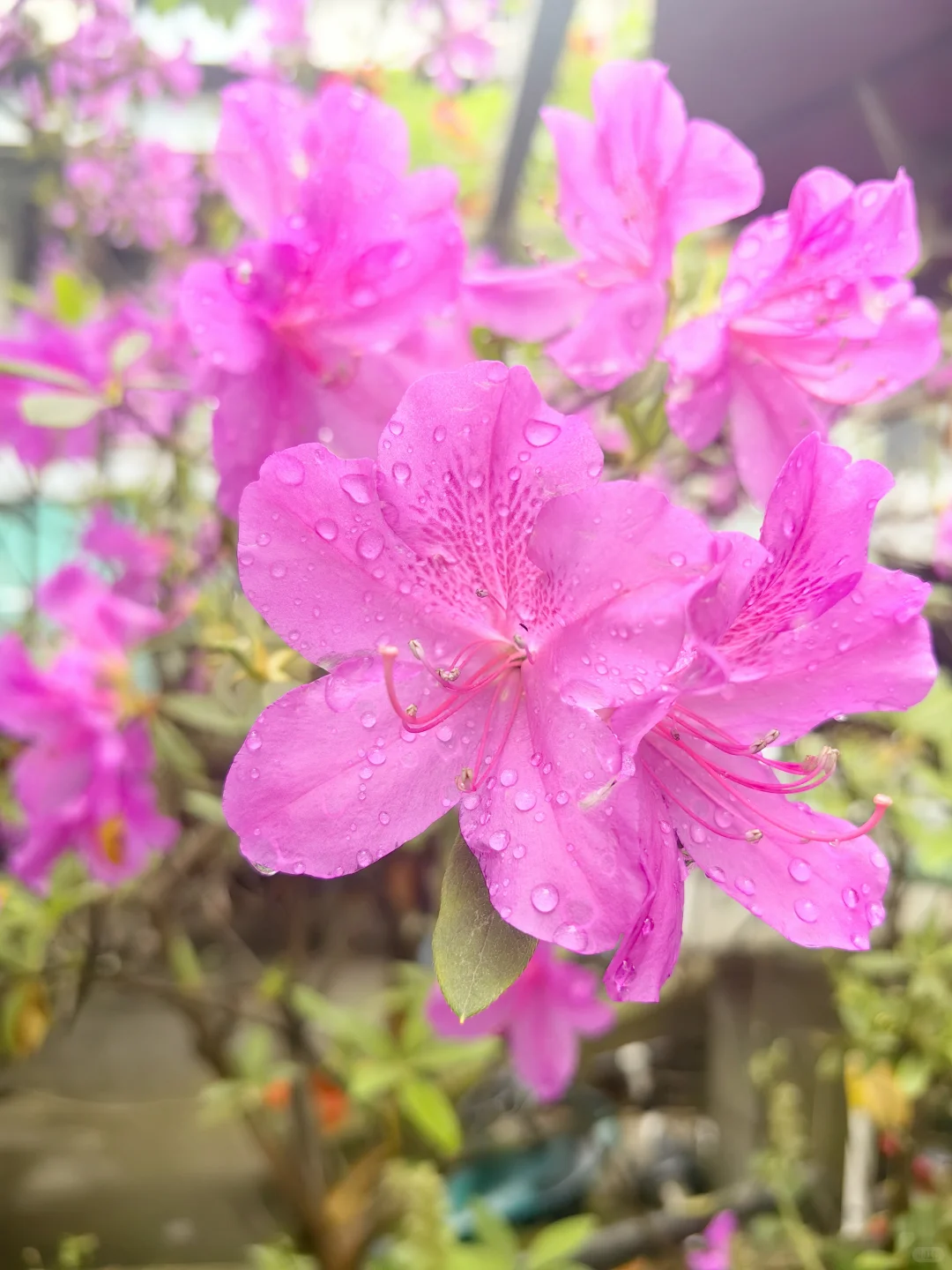 收集春天的小确幸～娇艳欲滴