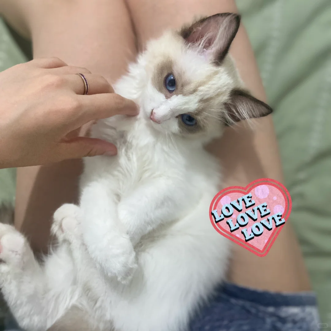 媚眼如丝的小猫咪谁也扛不住