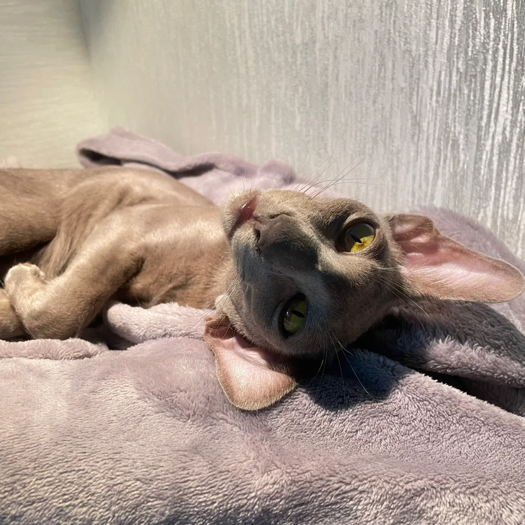 大概这就是媚眼如丝吧