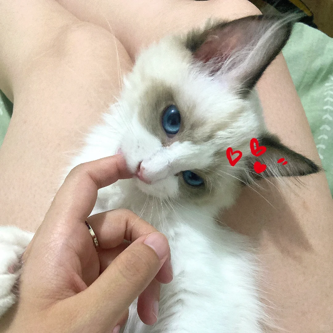 媚眼如丝的小猫咪谁也扛不住