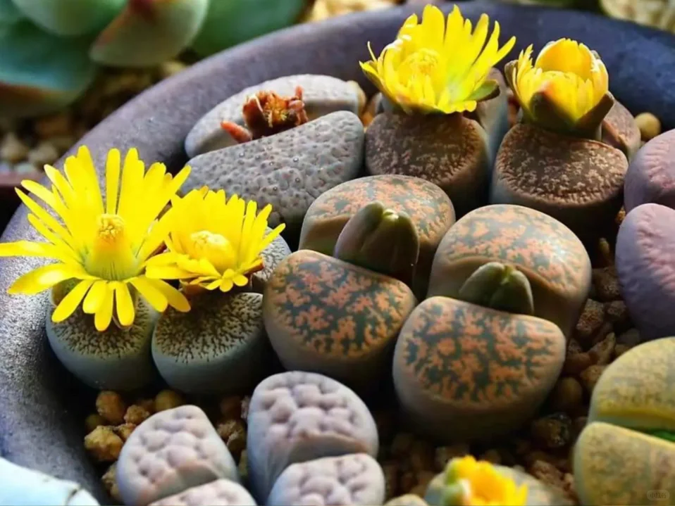 植物科普｜懒人植物的“节水秘籍”