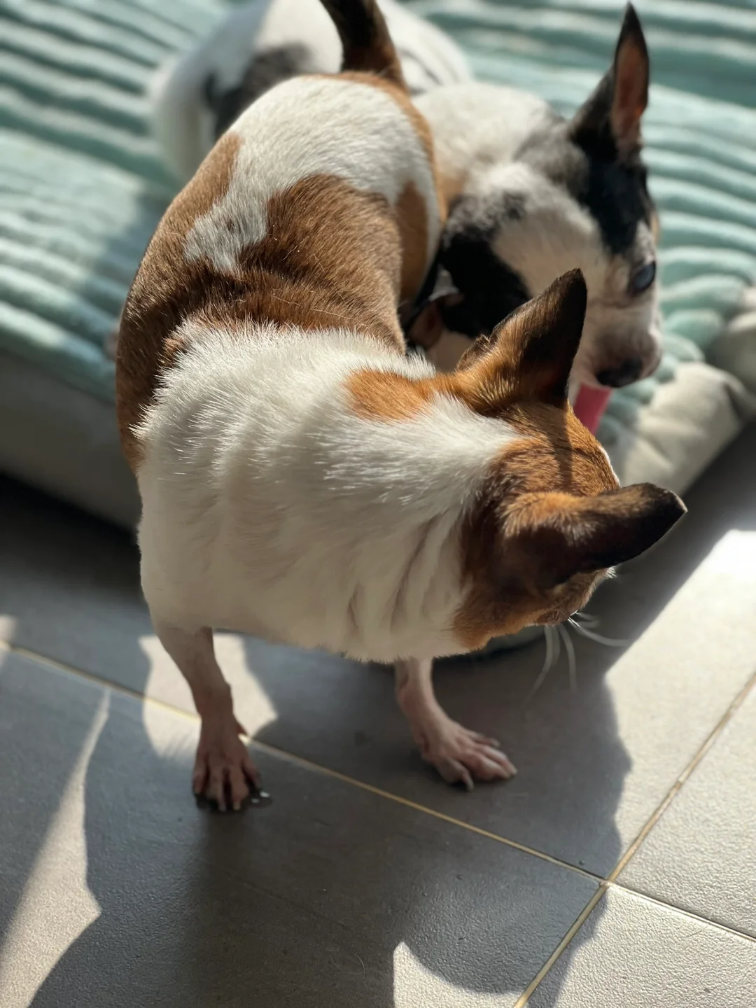 森森包包正在抢玩具