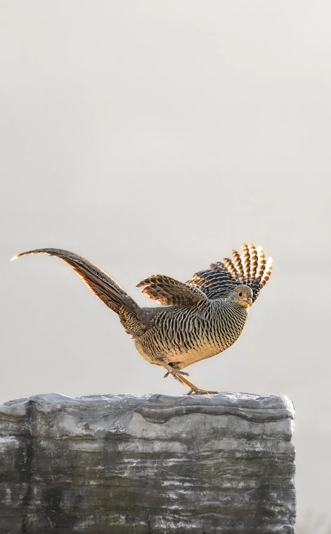 媚眼如丝，橙色眼线