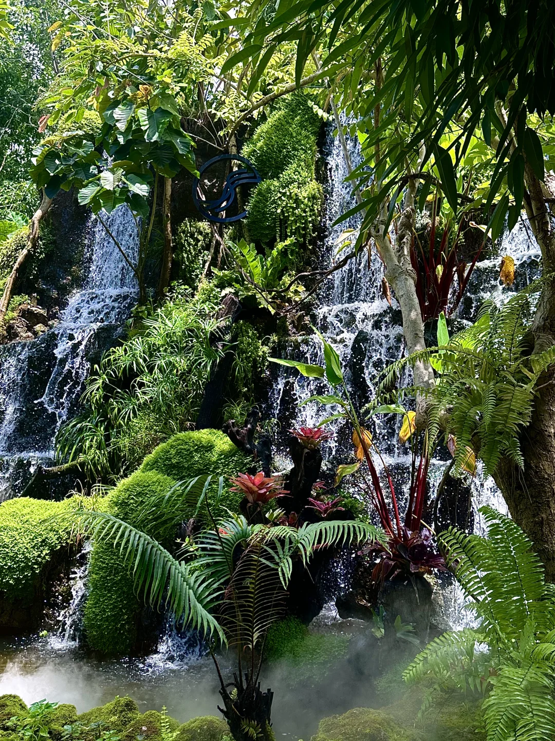 误入版纳爱丽丝梦游仙境