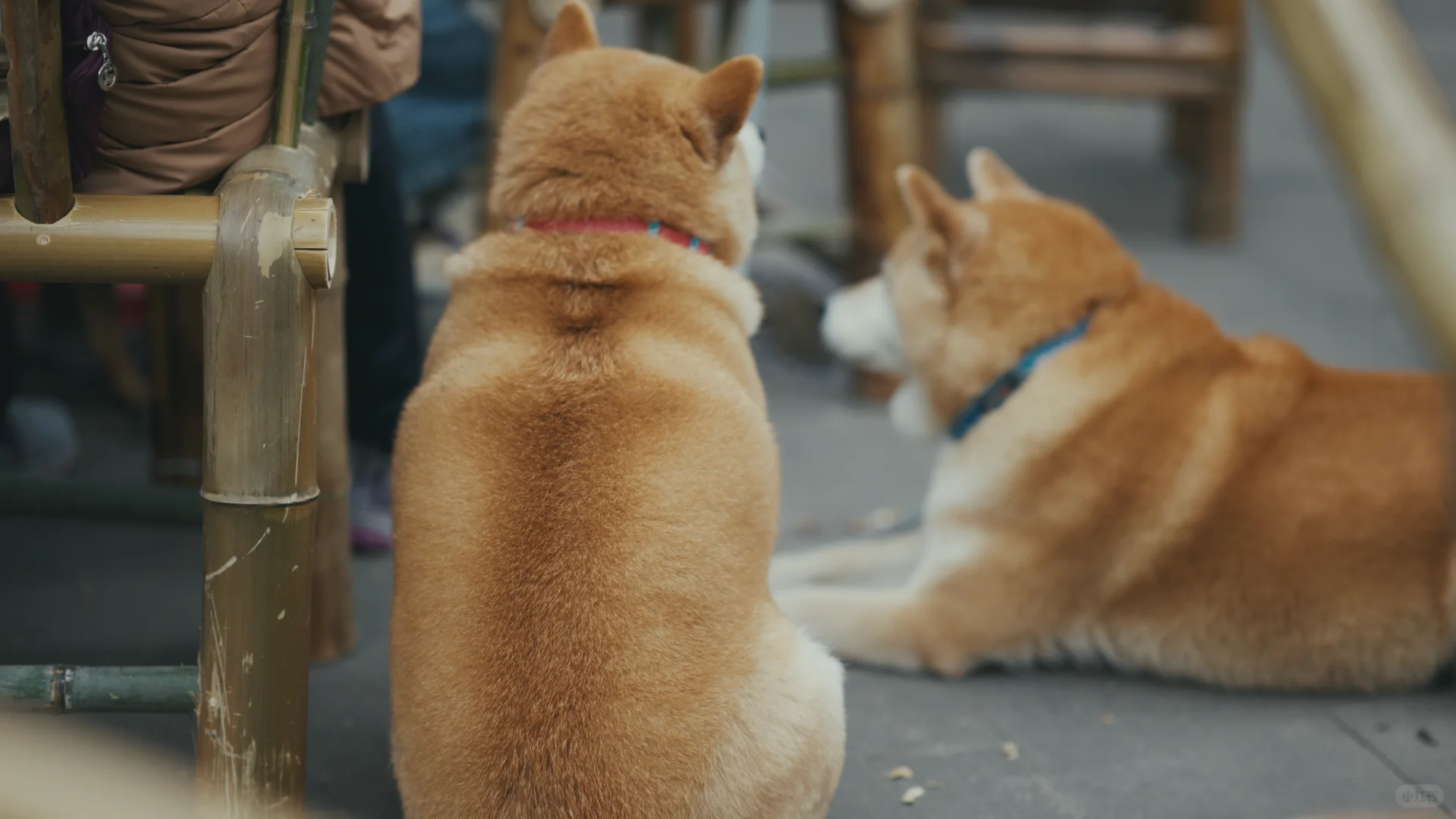 一群老登拍嫩模