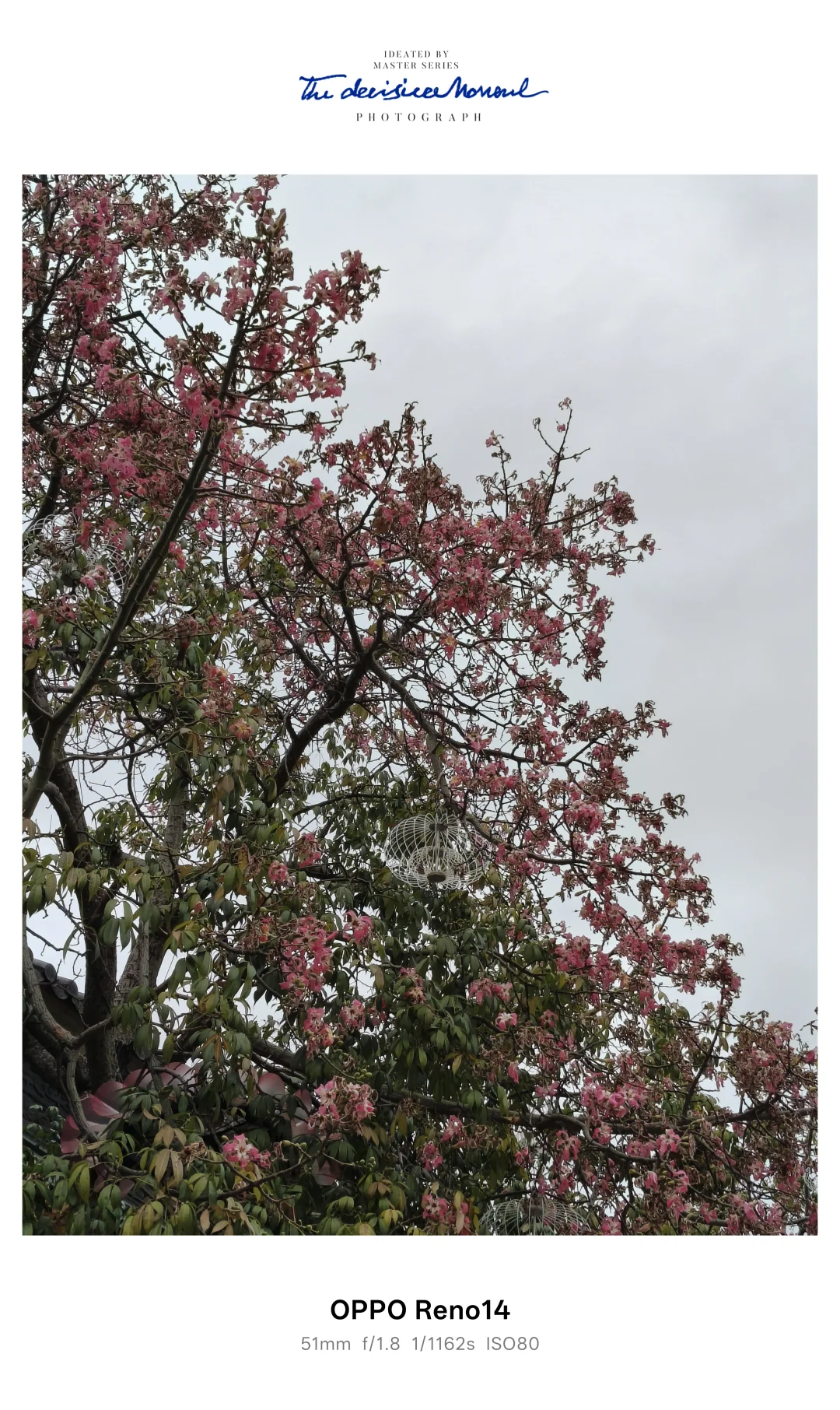 冬日里的意外惊喜 🌸