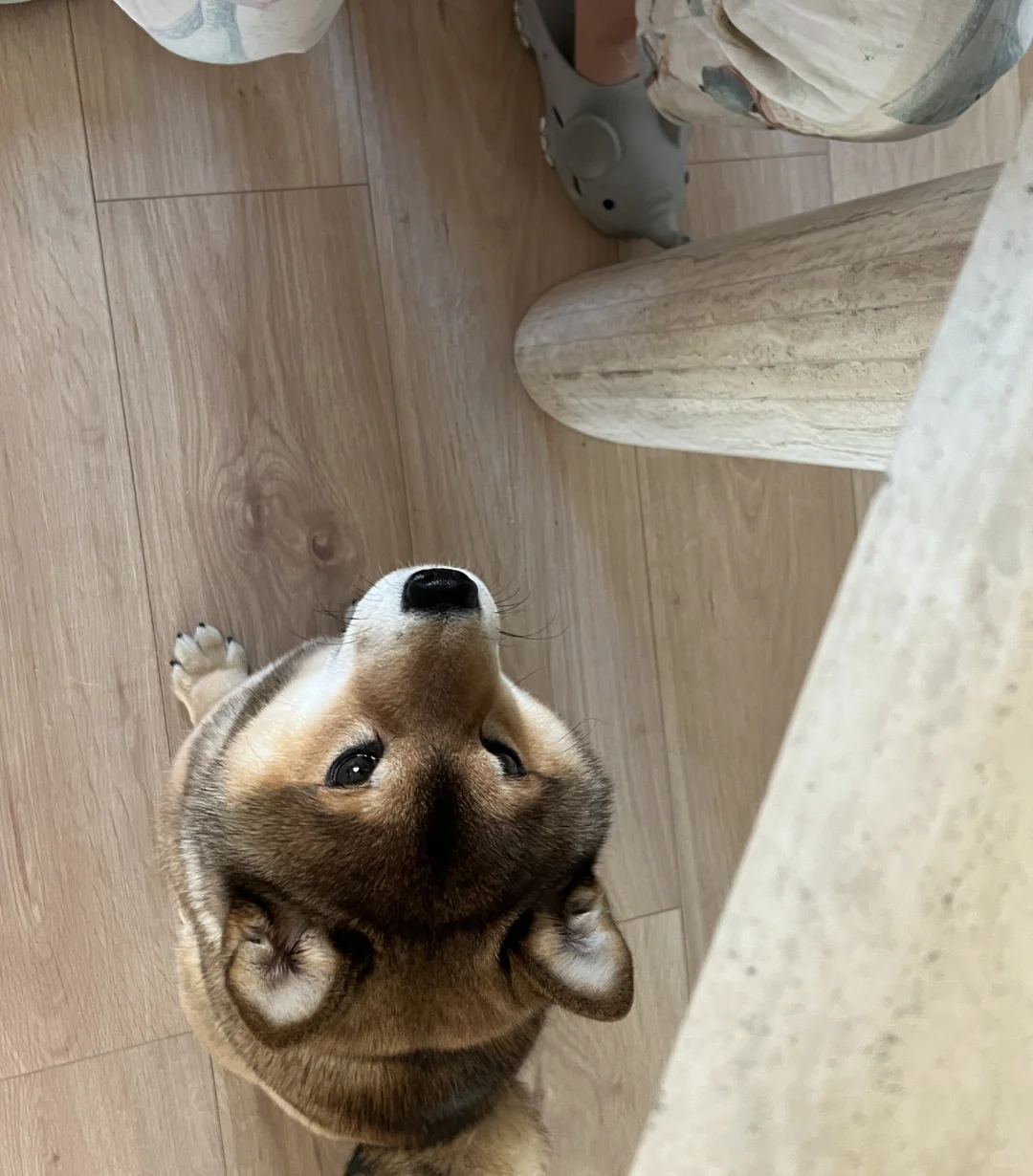 🐶：今天我将给所有人脸色看！