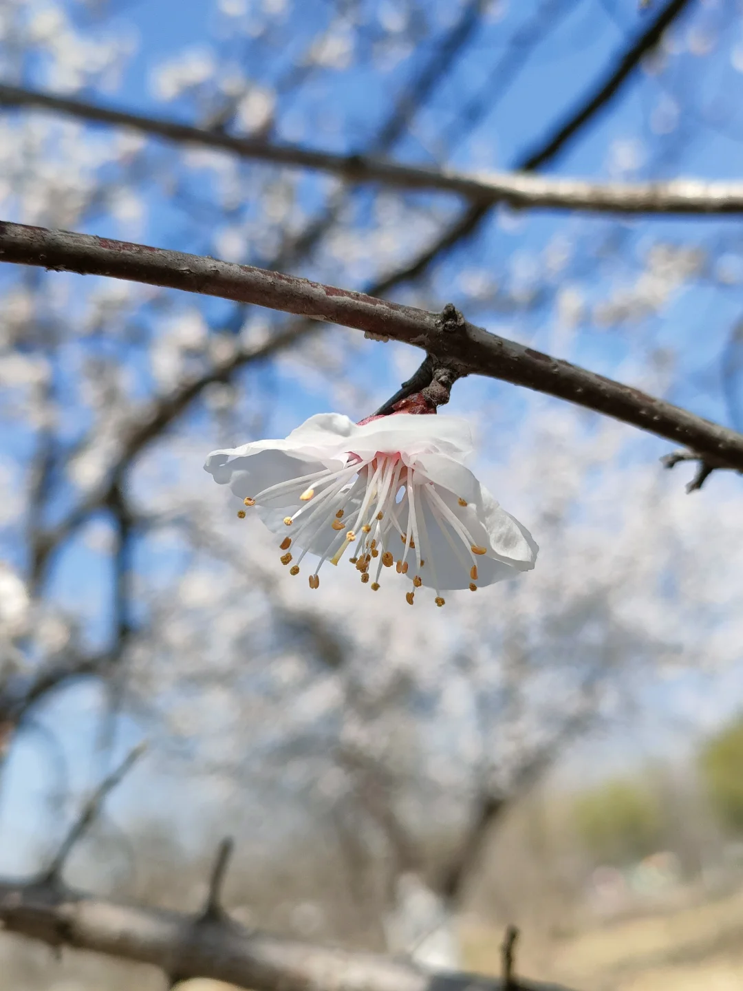 春物竞相妒，杏花应最娇