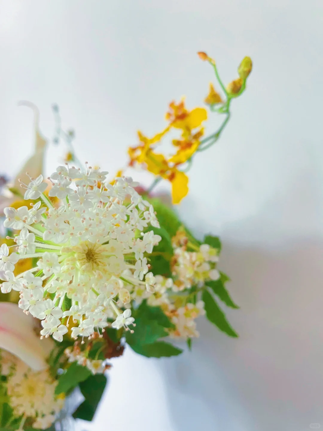 点缀叶间如绣——翠珠