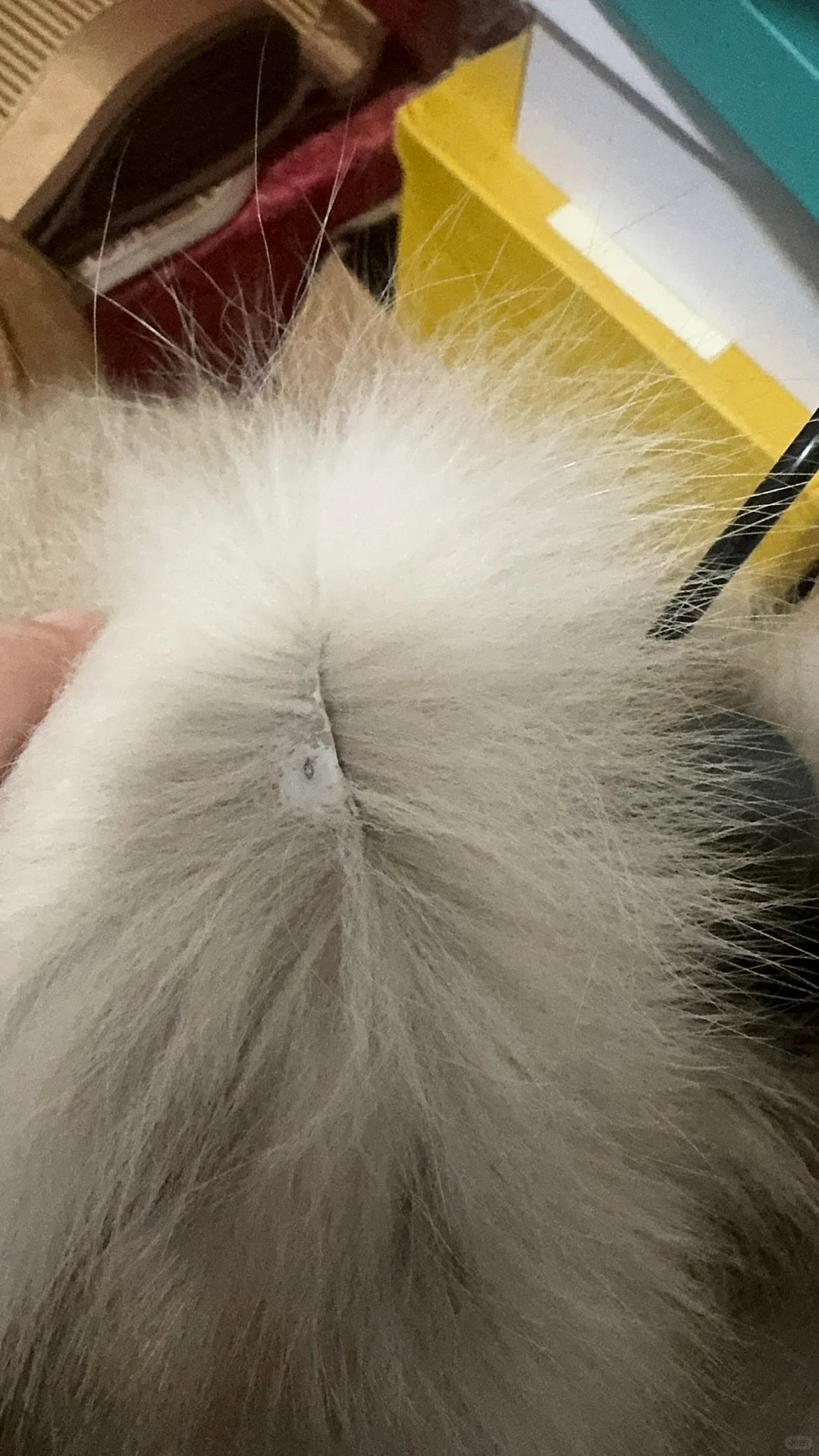 琳琳皮草韩女千金留不留啊