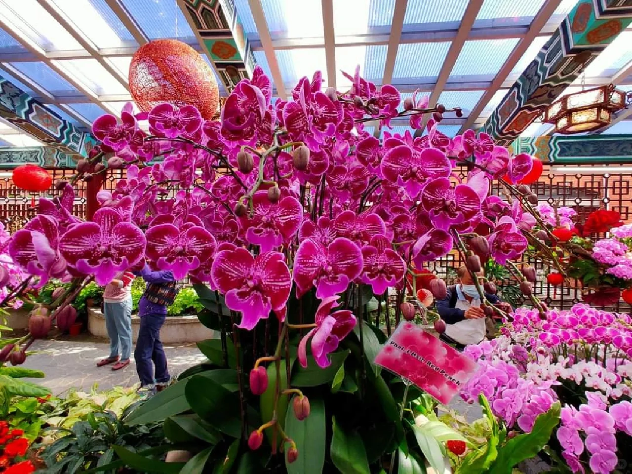 蘭花，靜、香，盡享美艷姿色