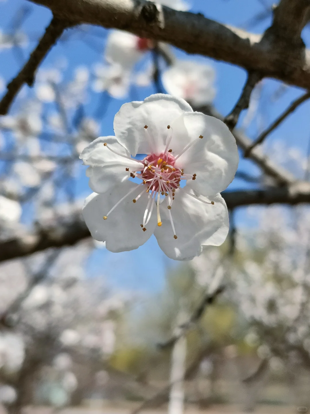春物竞相妒，杏花应最娇